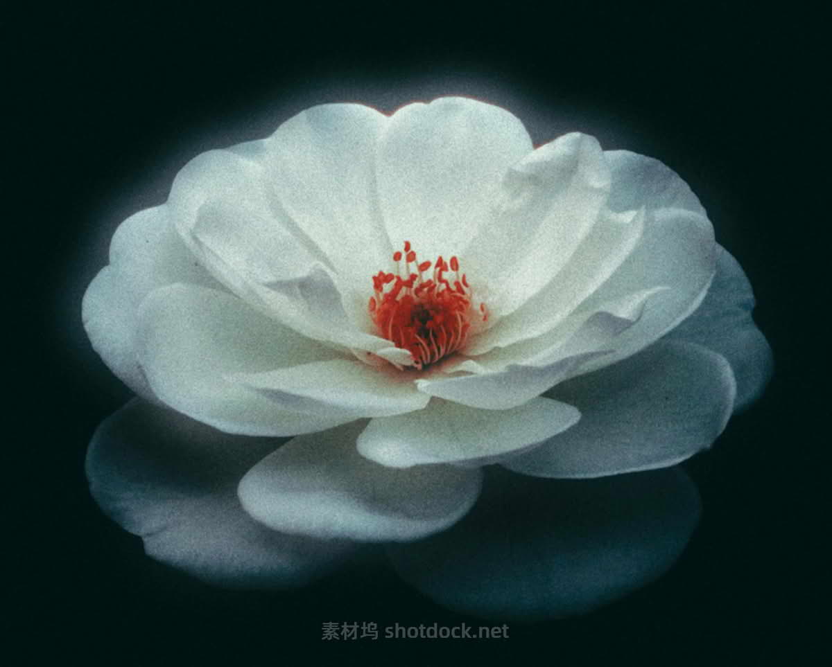 ZiGwYPPdc1huKoD4_Bloom_A