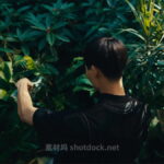全新奈飞电影美学柯达250D胶片仿真模拟色彩外观LUT调色预设 Kodak 250D Cinematic LUTs