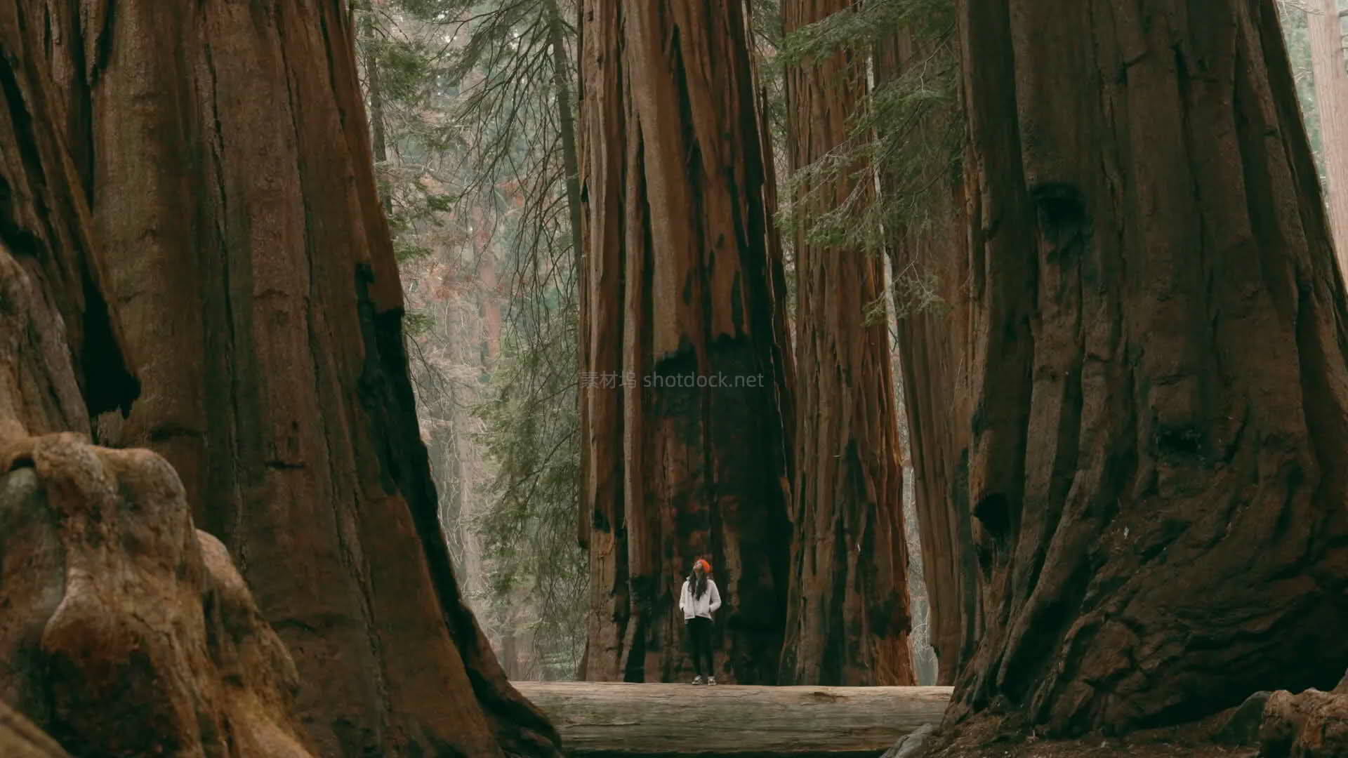 【一键大片】6款电影感LUTs,让你的视频质感起飞!针对各类机型的专业调色预设包-Life Sessions – Cinema Life Luts插图4 Cinema Life Luts - Life Sessions027